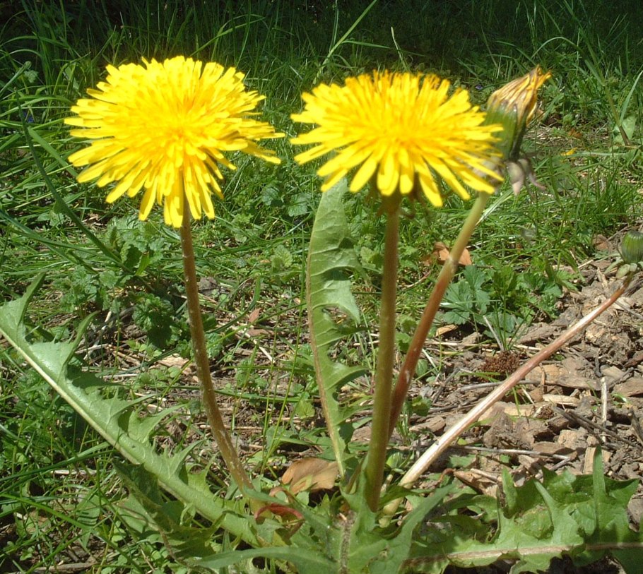 Одуванчик лекарственный род