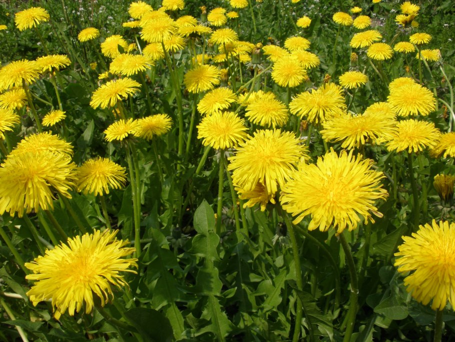 Одуванчик лекарственный- Taraxacum officinale web.