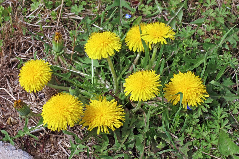 Одуванчик Taraxacum officinale