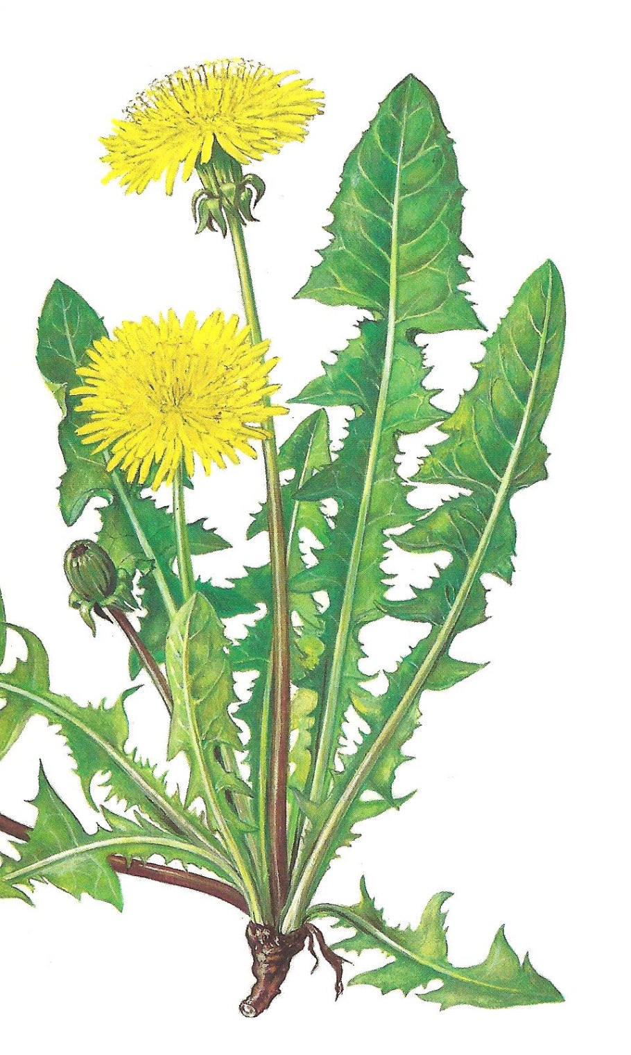 Одуванчик лекарственный – Taraxacum officinale