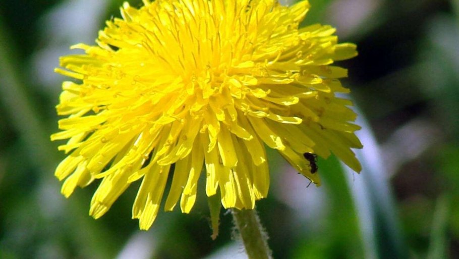Taraxacum Roseum