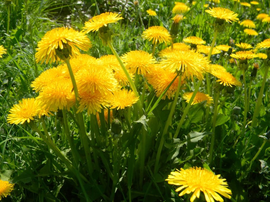 Одуванчик лекарственный- Taraxacum officinale web.