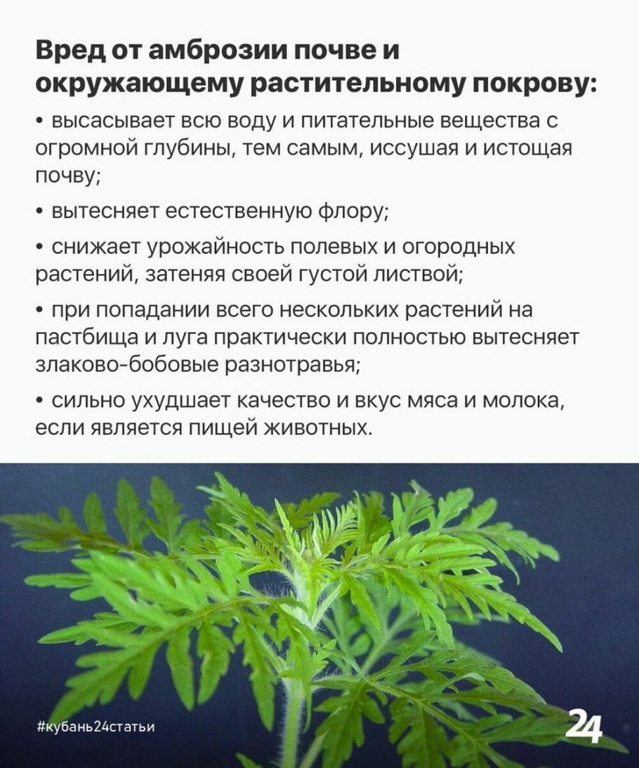 Гвоздика амброзия