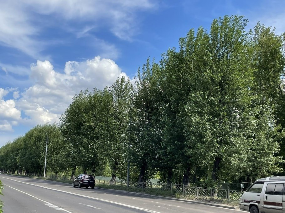 Амброзия полыннолистная карантинный сорняк