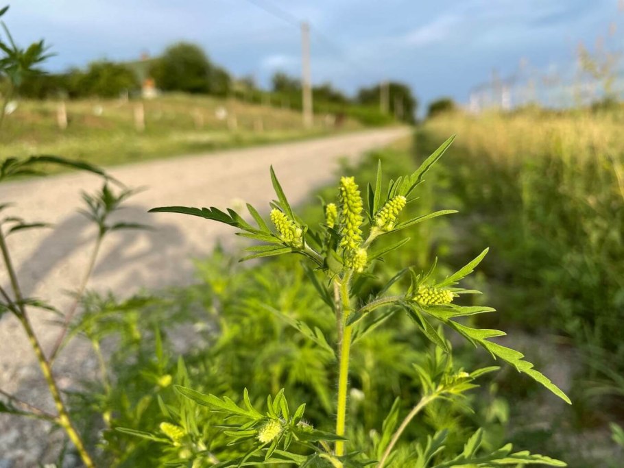 Ragweed растение