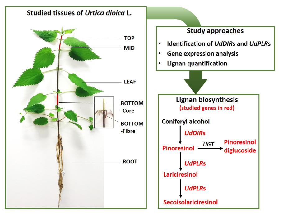 Крапива двудомная гербарий