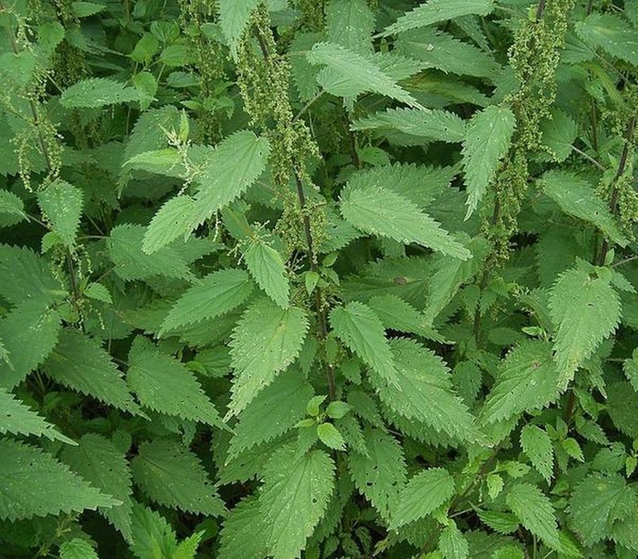 Stinging Nettle полоскание