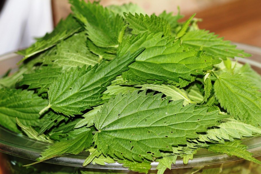 Крапива (Urtica dioica)