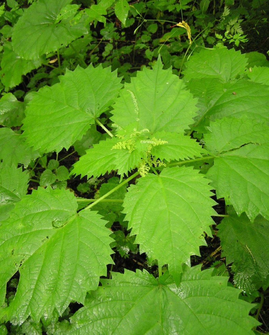 Крапива и мята