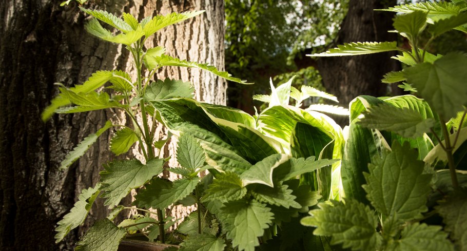 Крапива двудомная яснотка белая