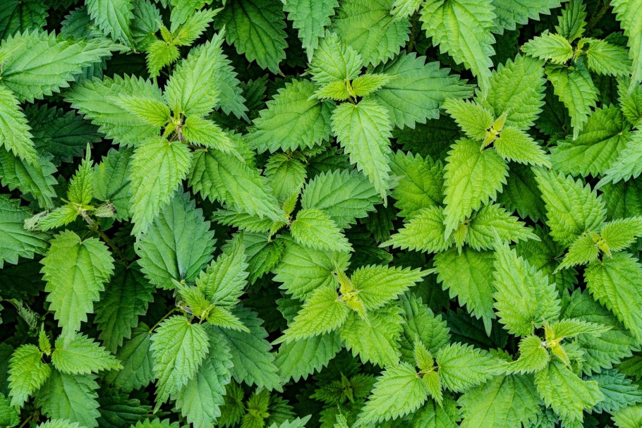 Крапива под дождем