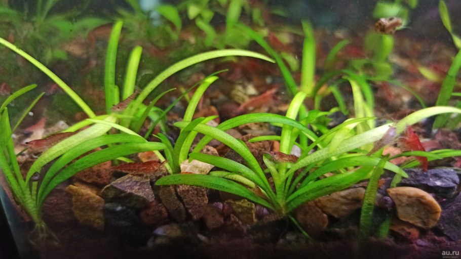 Sagittaria trifolia (стрелолист трёхлистный).