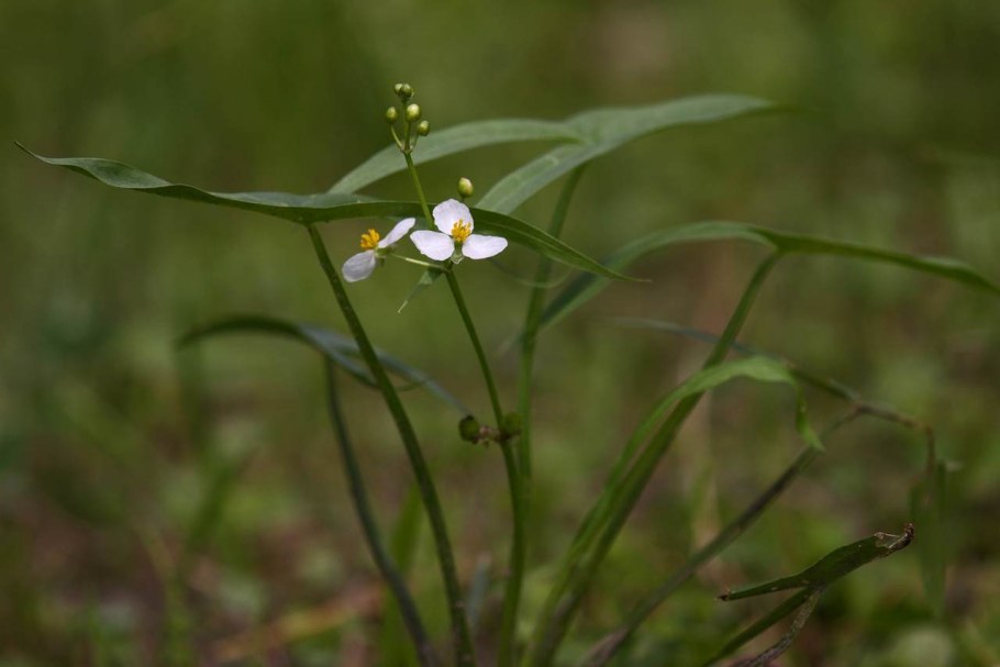 Сагиттария субулата Sagittaria subulata