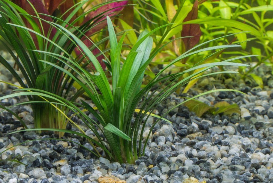 Sagittaria слив