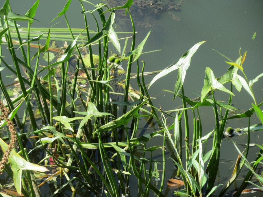 Стрелолист – Sagittaria