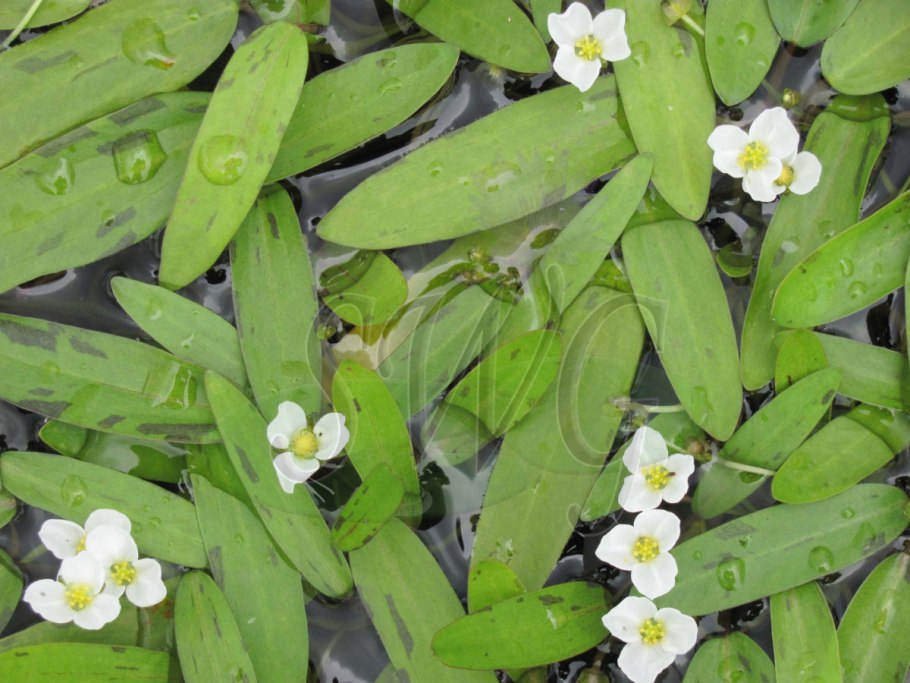 Сагиттария субулата Sagittaria subulata