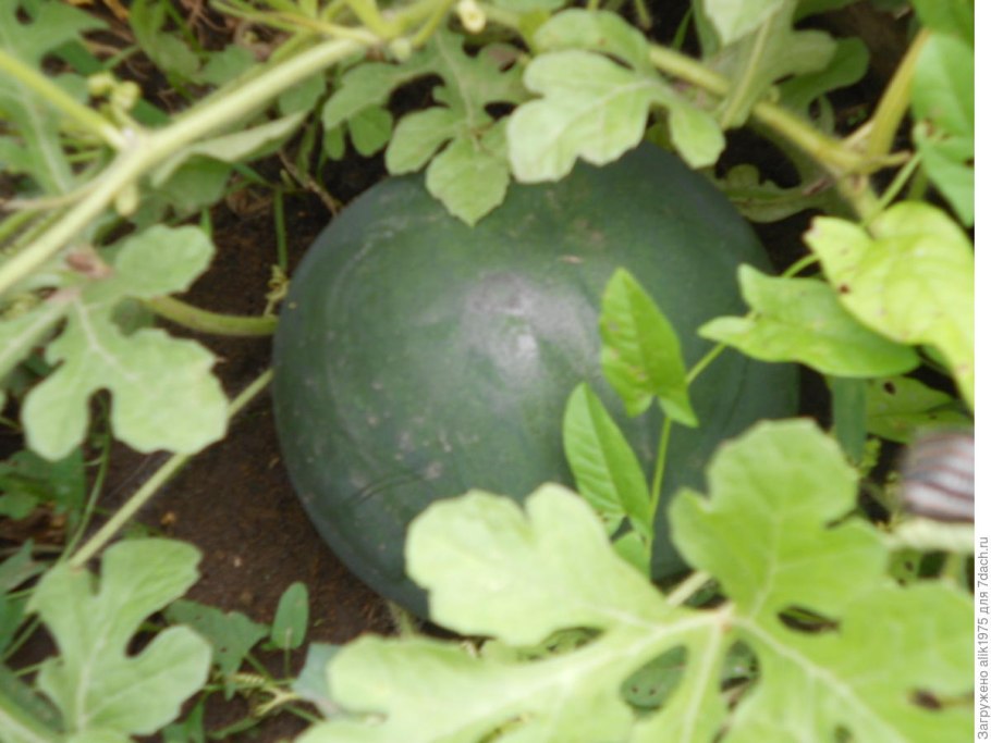 Арбуз малина Арбуз малина