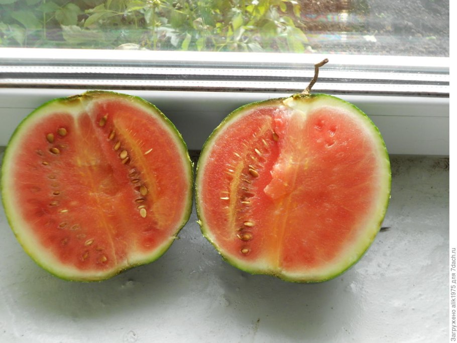 Аэлита Арбуз лакомый кусочек