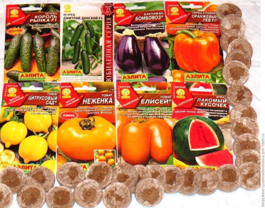 Саженцы арбуза на стаканчике