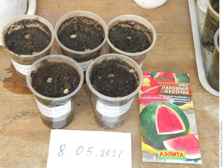 Аэлита семена арбуза