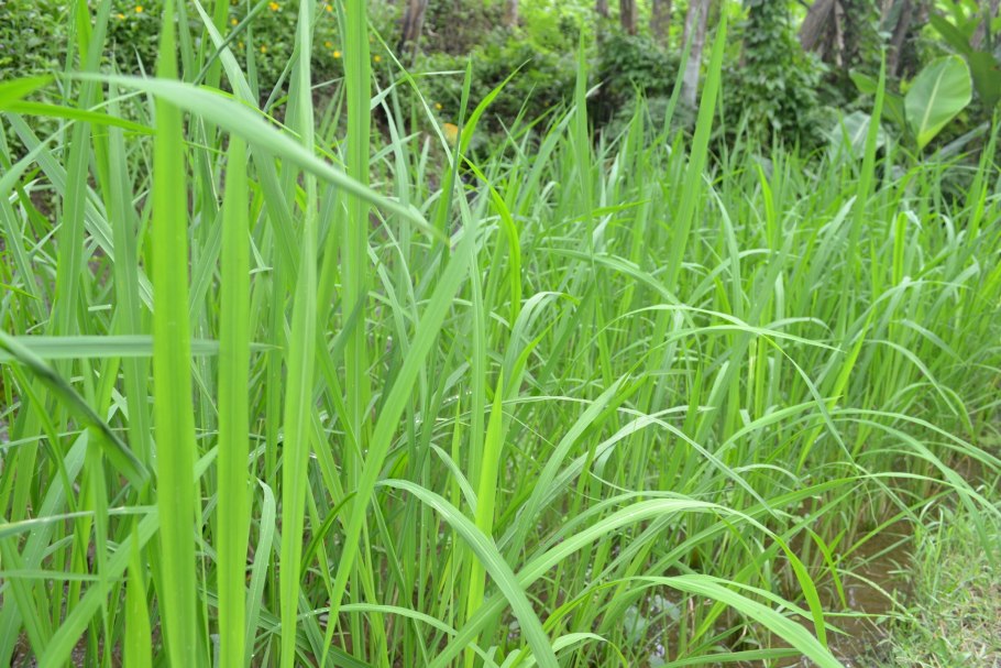 Осока розовая Carex rosea