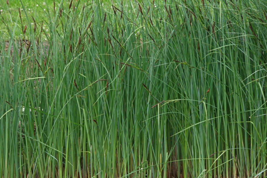 Осока Болотная