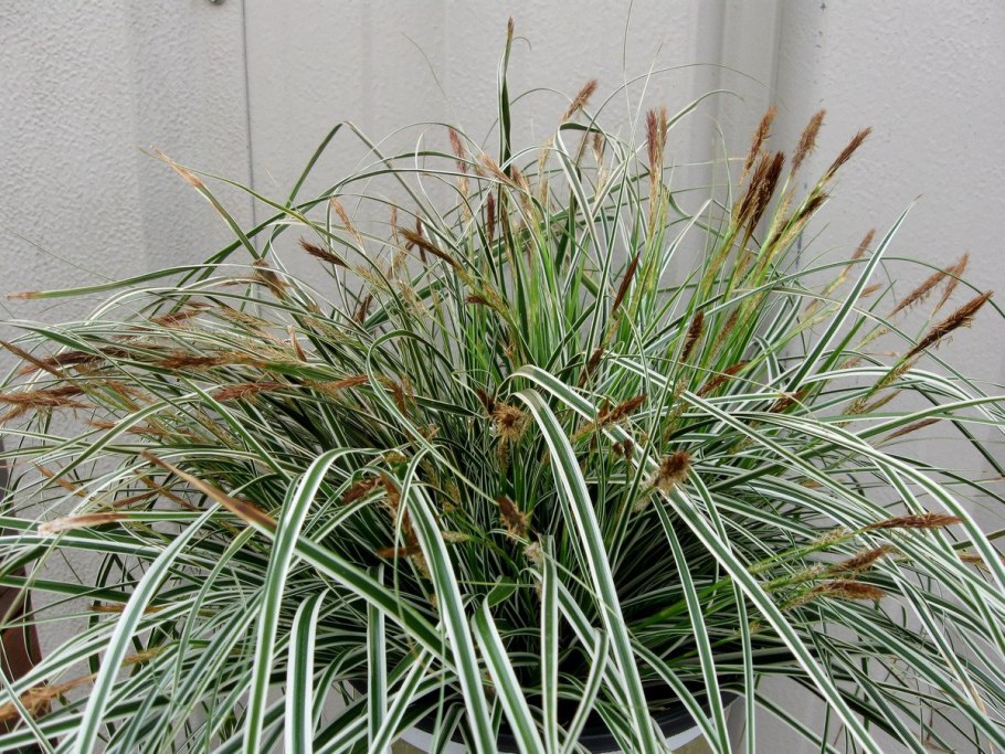 Осока Carex morrowii variegata
