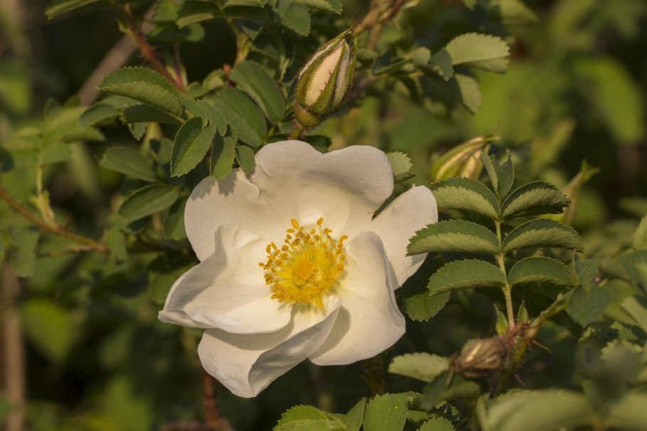 Шиповник Rosa Canina