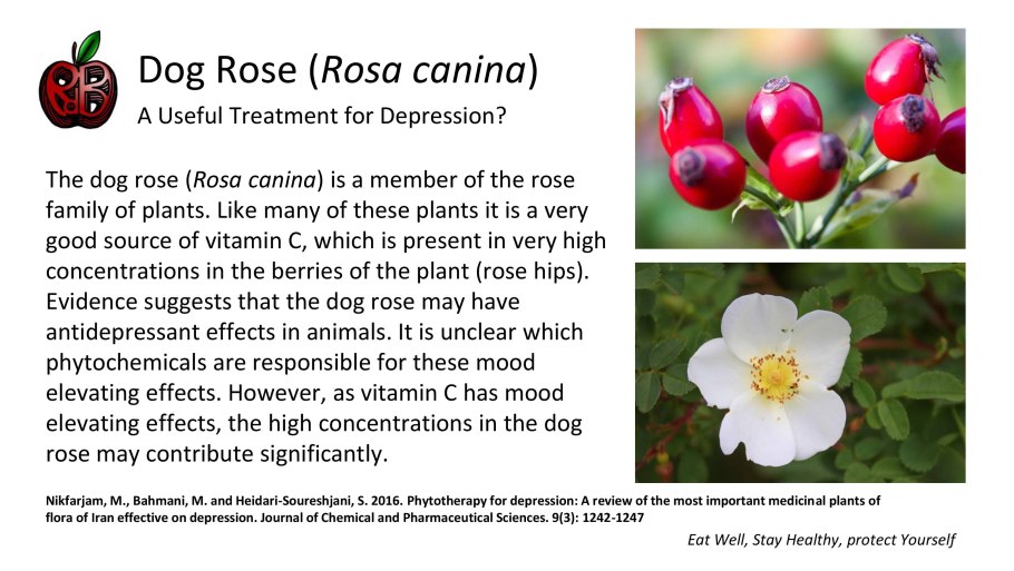 Классификация вегетативных органов растений
