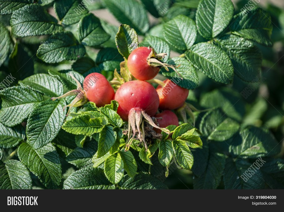 Шиповник Каролинский