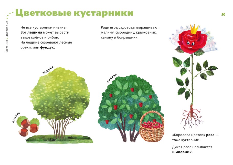 Плод шиповника ботаника