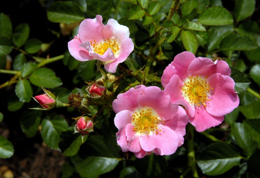 Rosaceae Ботанические иллюстрации