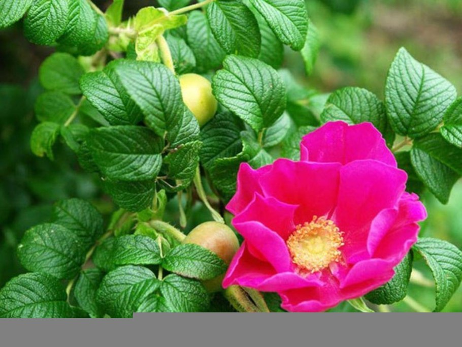 Роза ругоза ред Ругостар