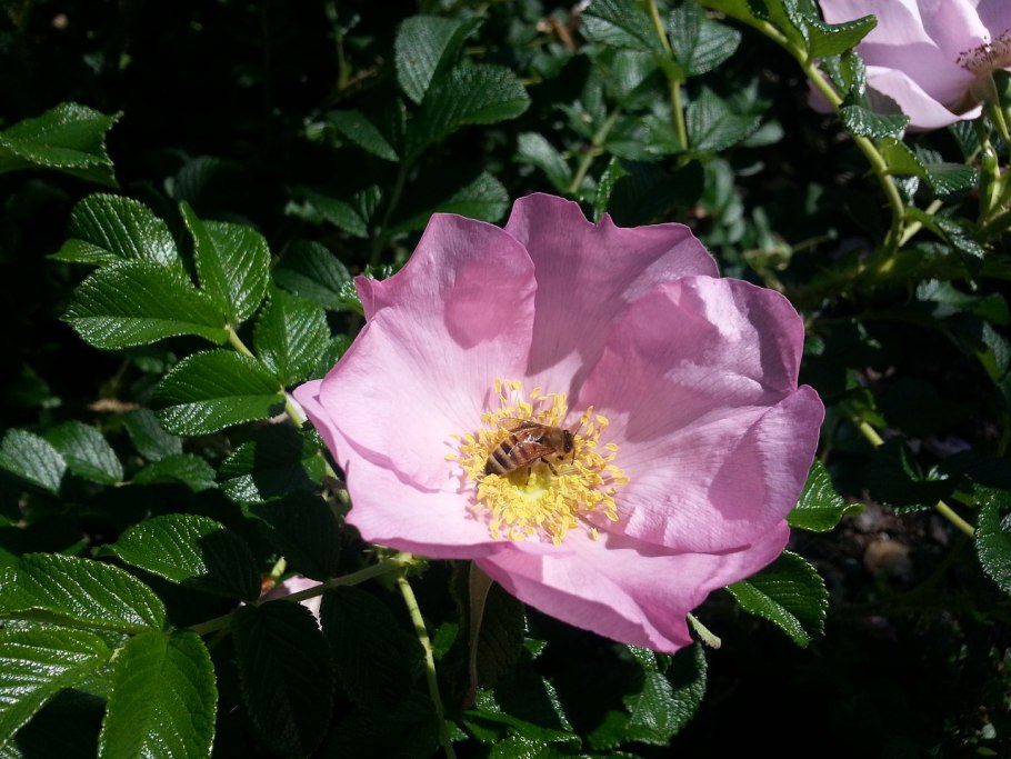 Шиповник рубигиноза