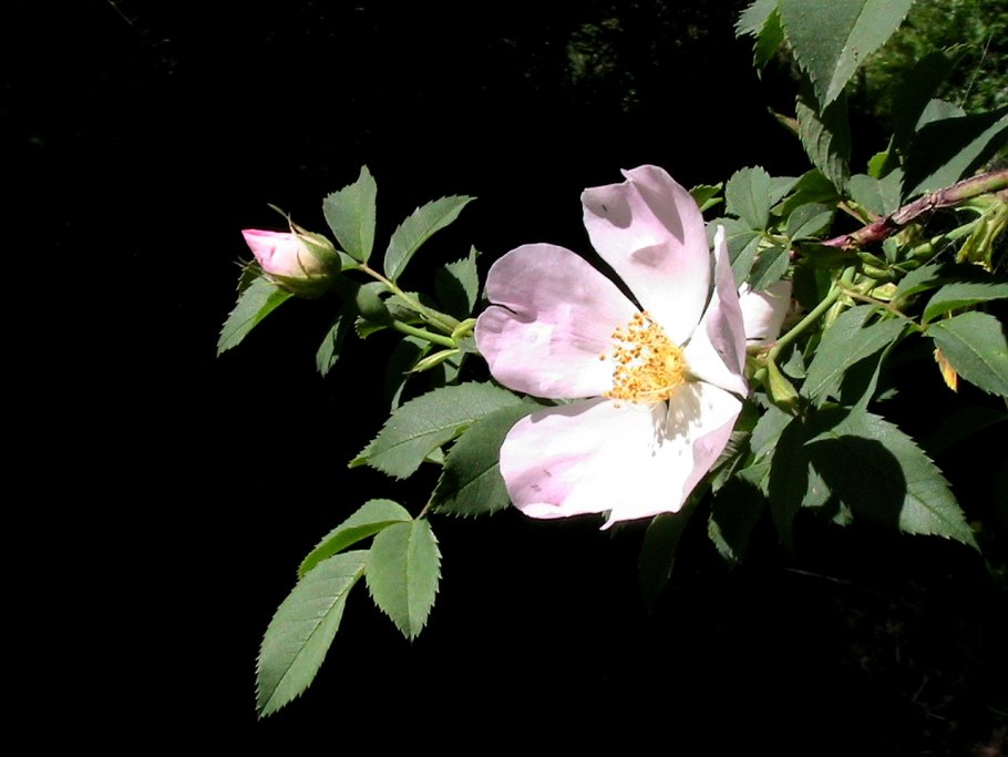 Rosa nutkana