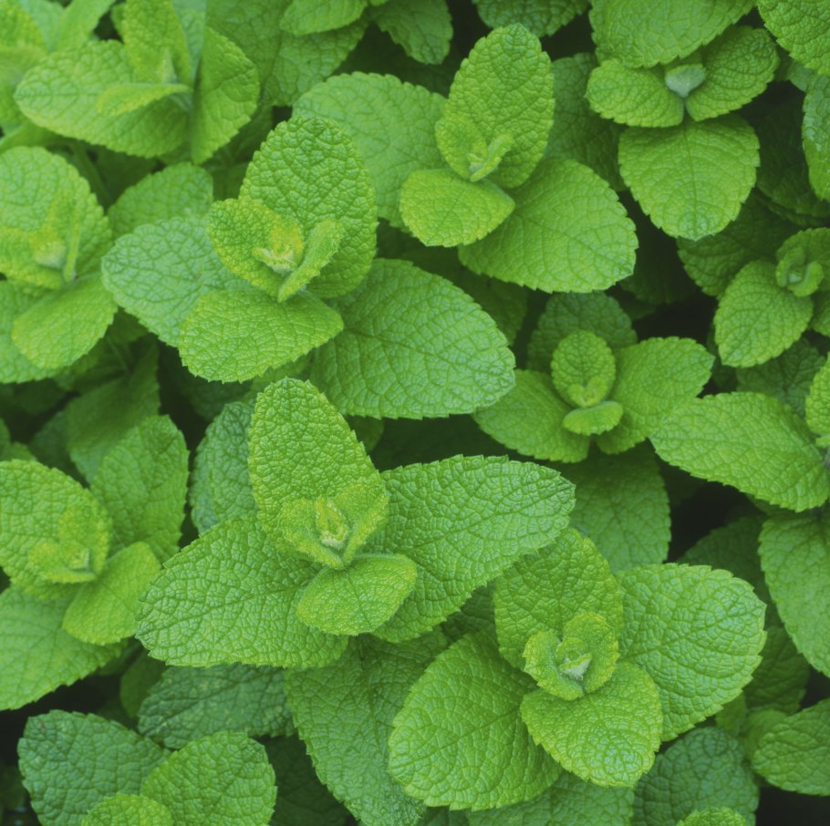 Мята Альмира Земляничная