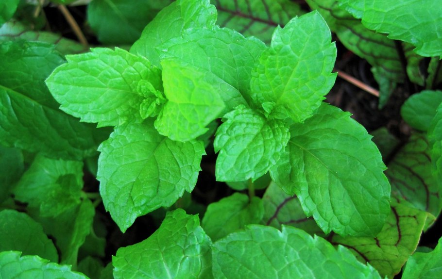 Мята двухцветная