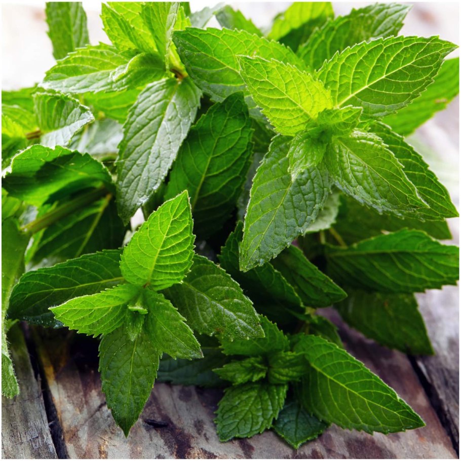 Mentha spicata мята колосистая