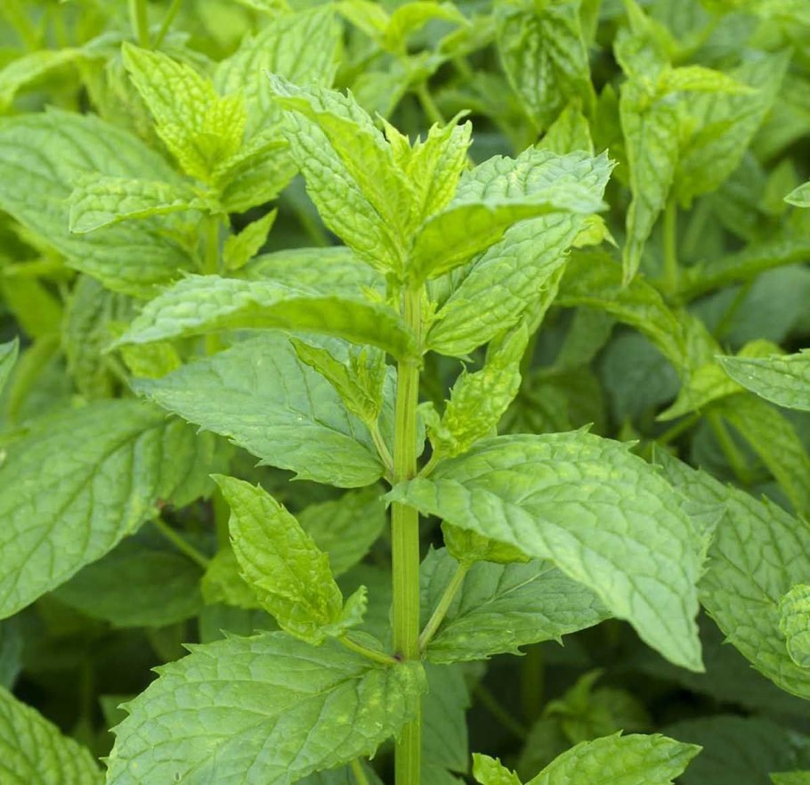 Мята перечная