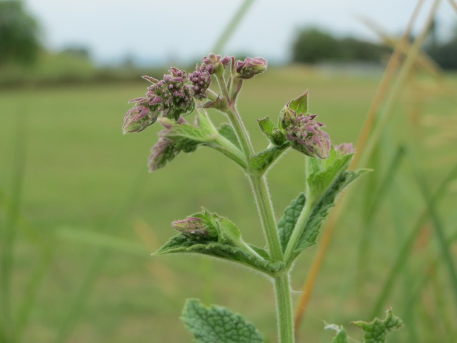 Мята Мелисса лимонник