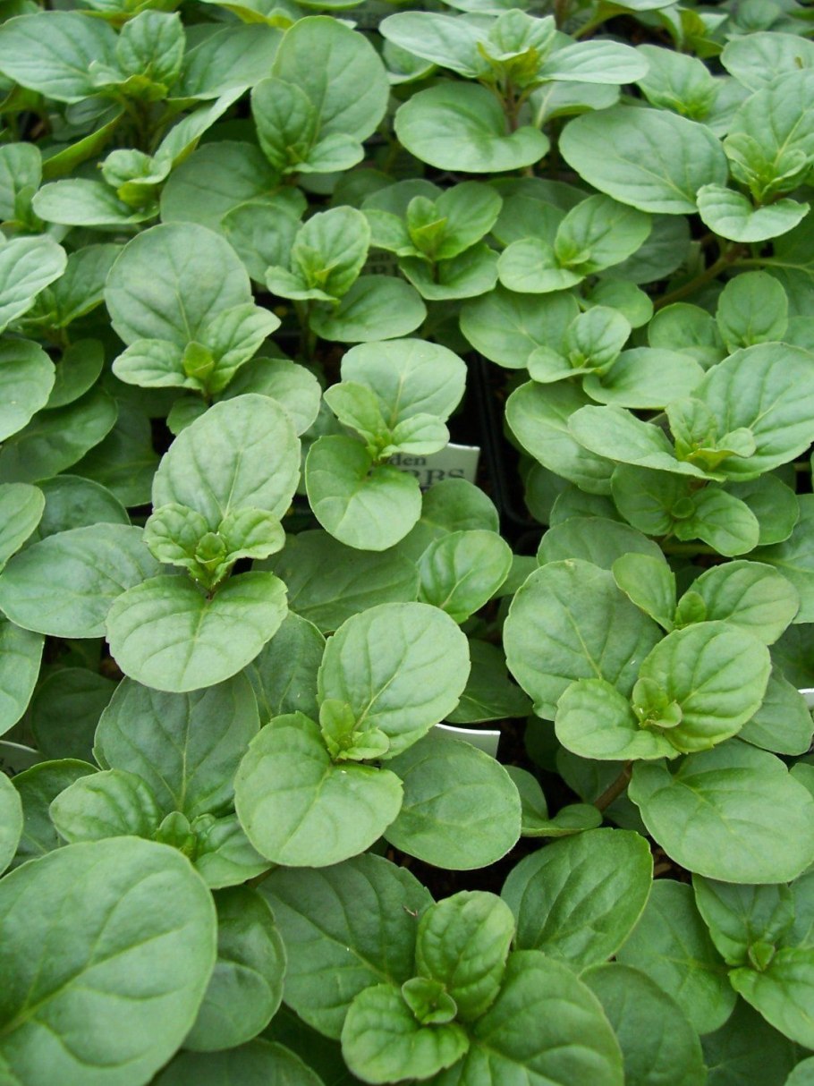 Мята круглолистная Апфелминце