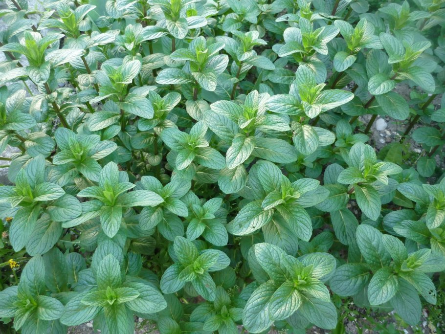 Мята остролистная