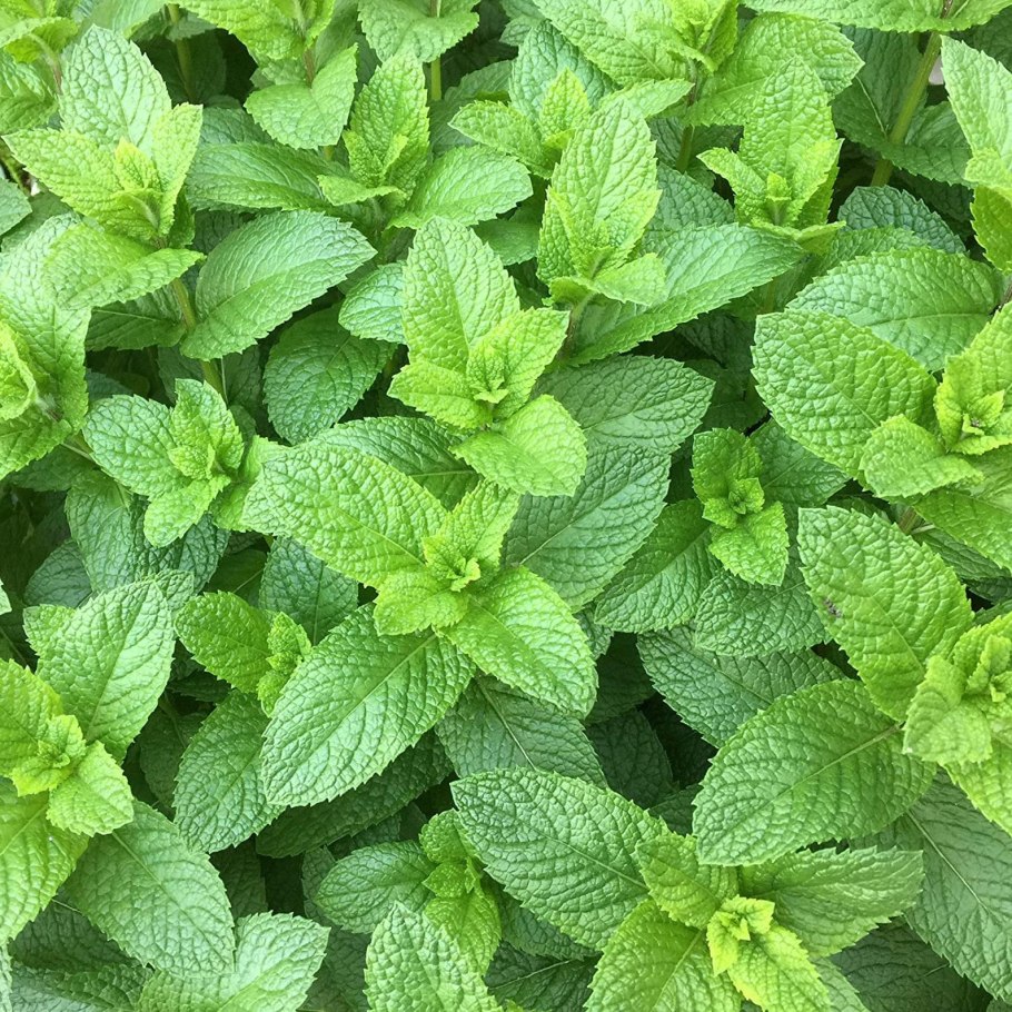 Мята Полевая (Mentha arvensis)