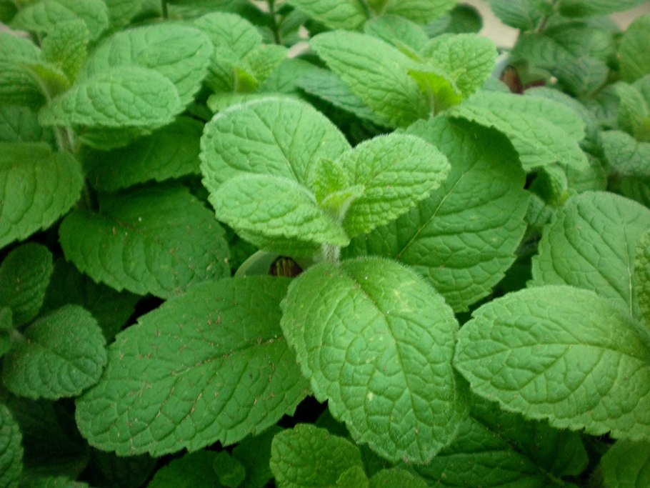 Peppermint Pfefferminze мята