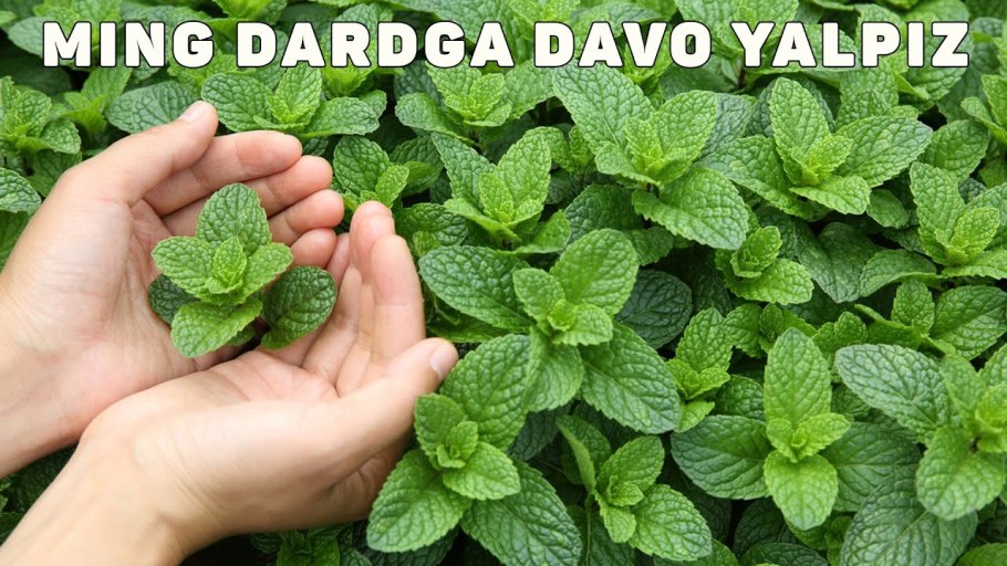 Египетская мята