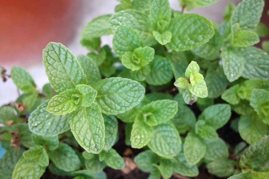 Мята круглолистная Апфелминце