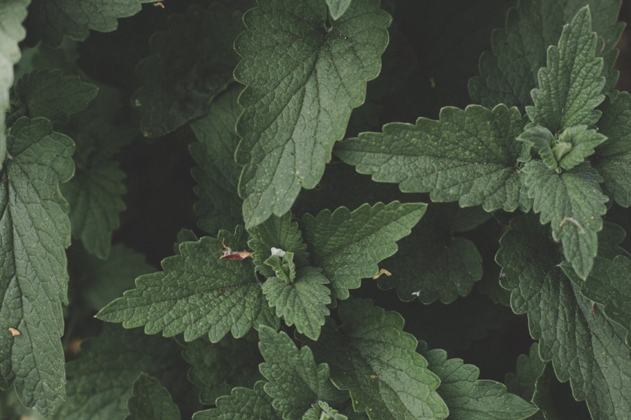 Мята душистая круглолистная