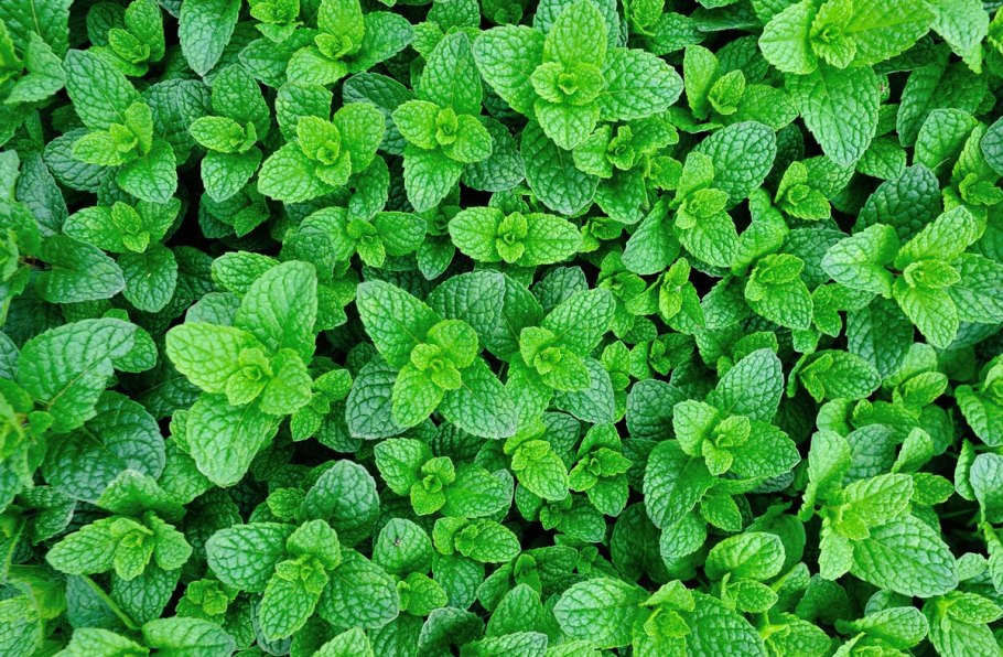 Мята перечная круглолистная