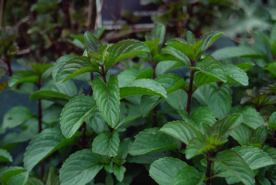 Мята ментоловая