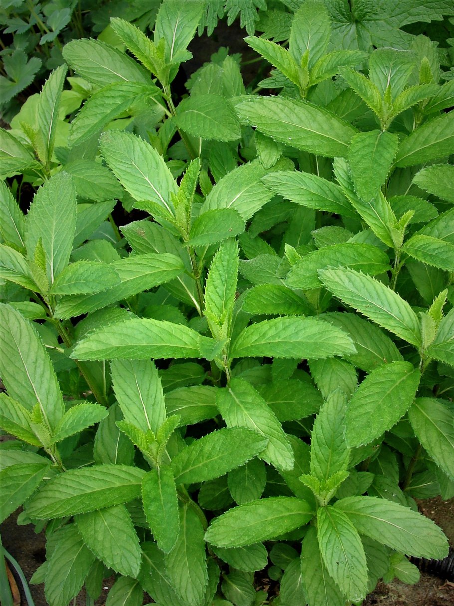 Мята перечная листья
